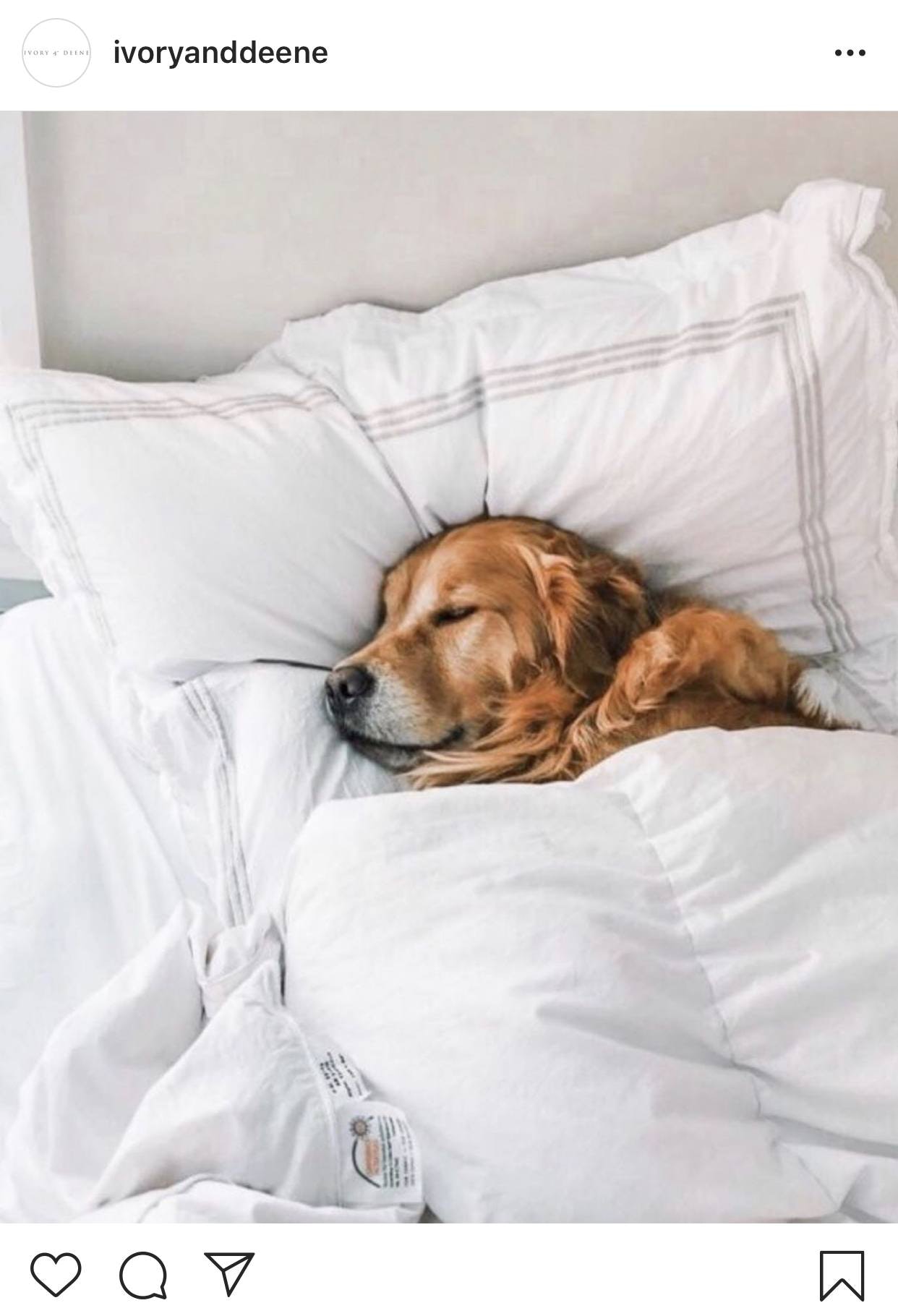 Ivoryanddeene instagram主页