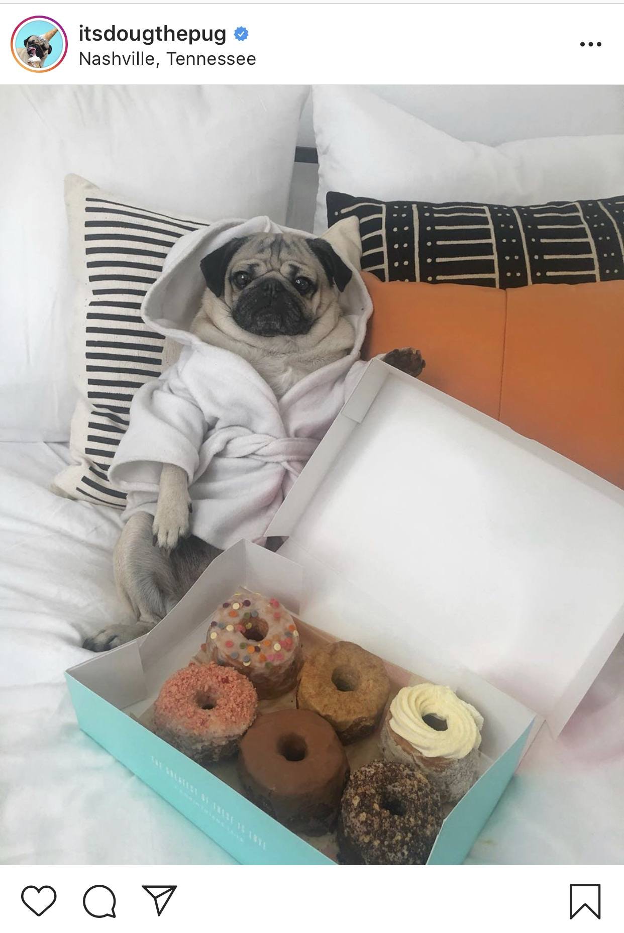 Dougthepug insta账号