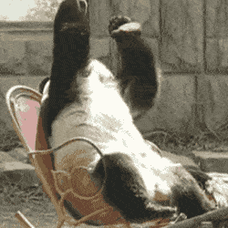 笨拙的熊猫Gif