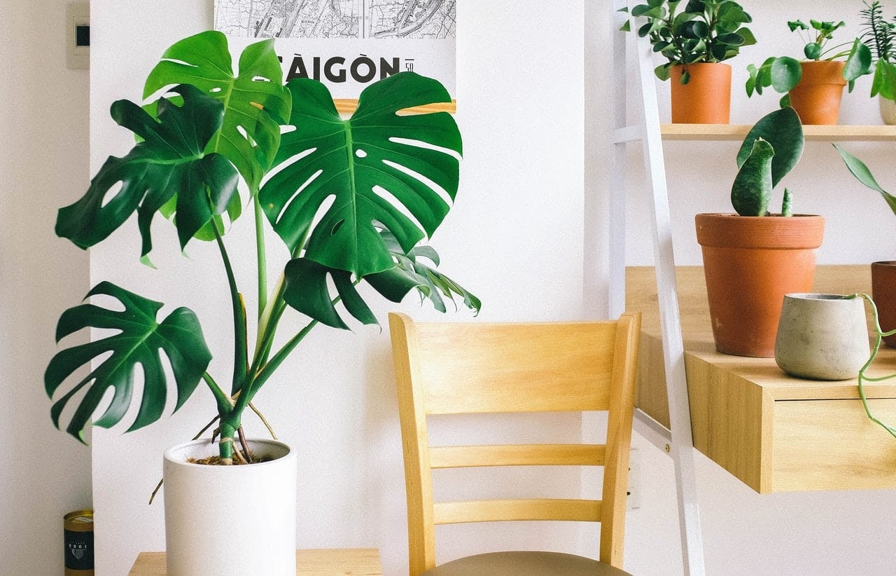 添加植物是一个简单的家庭办公室想法
